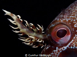 Parablennius gattorugine
It's eye & branched head tentacles by Cumhur Gedikoglu 